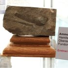Ammonit Hamites cf. cimarronensis  